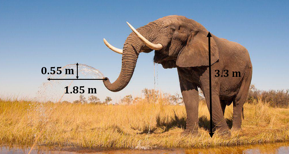 Fotografia slona s pokusom odčítať relevantné vzdialenosti.